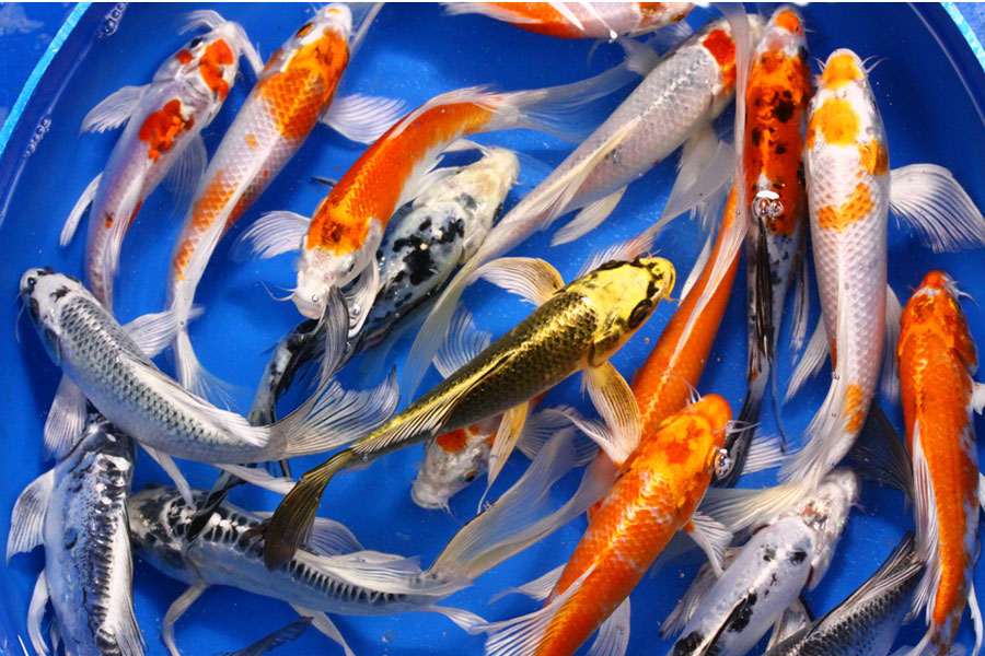 Butterfly Koi - Hydrosphere - The Koi Pond Experts