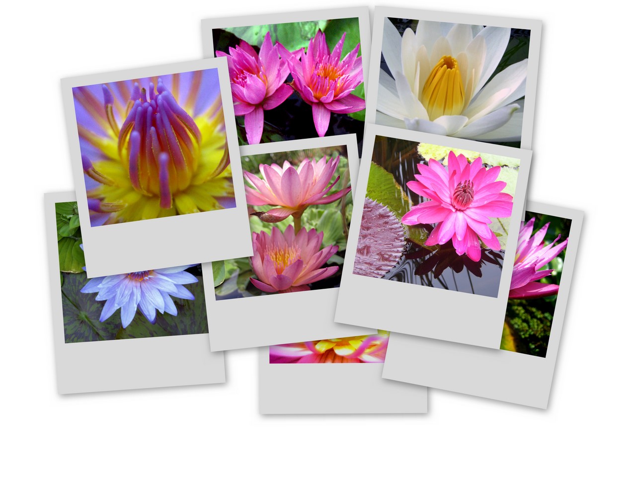 Tropical water lily photos