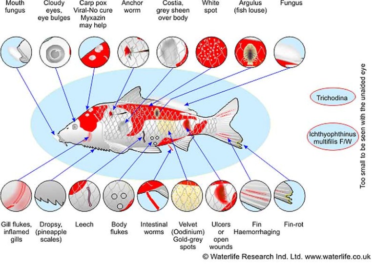fish symptoms nobody saves the world
