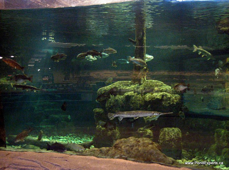 Bass Pro Shops Fish Curator - Hydrosphere Water Gardens