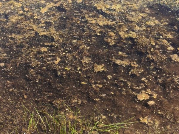 growing plants in dredged up pond muck