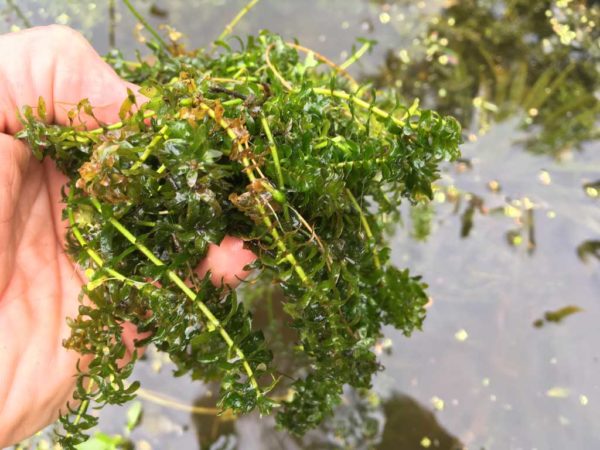 Pond Weed & Plant Identification Guide - Hydrosphere Water Gardens