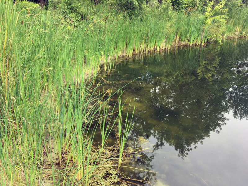 Algae Removal & Aeration System Installation - Kleinburg - Hydrosphere ...