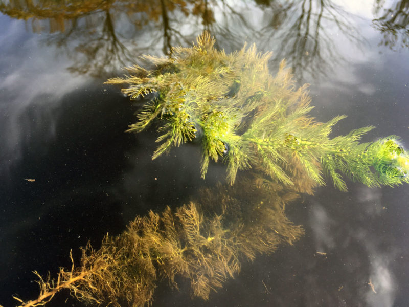 oneshot guide pond water