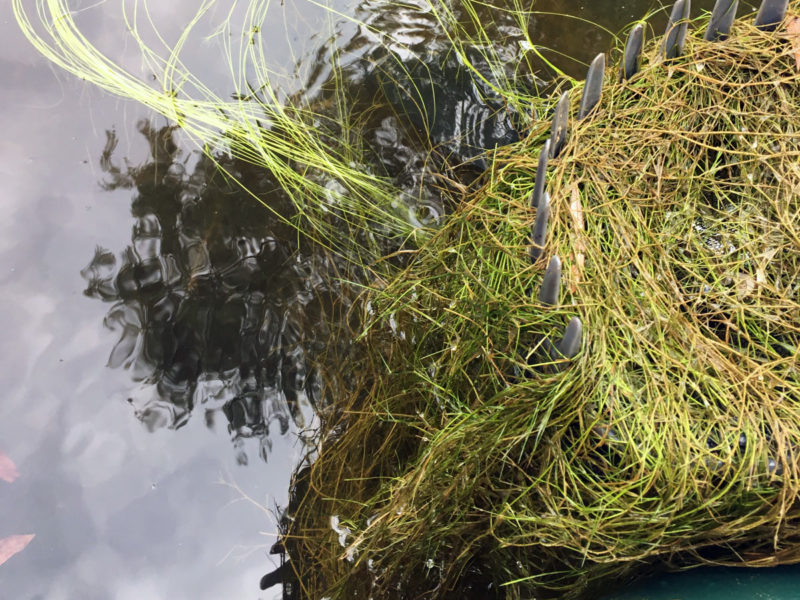 Pond Weed & Plant Identification Guide - Hydrosphere Water Gardens