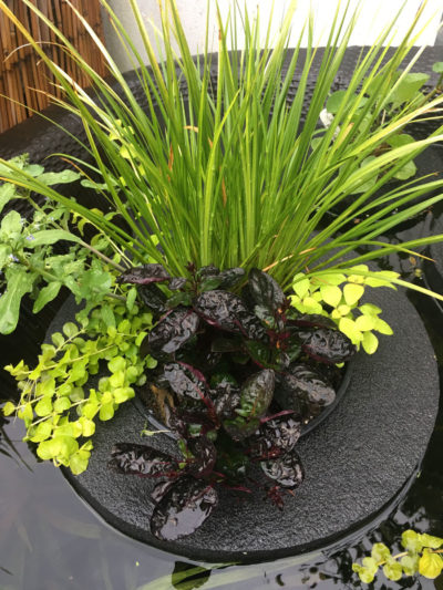 Custom Pond Planter Baskets - Hydrosphere Water Gardens