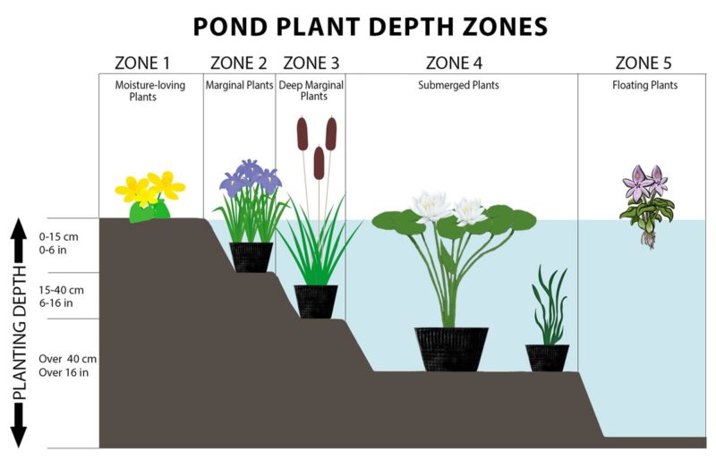 Pond Plant Depth Zones - Hydrosphere Water Gardens