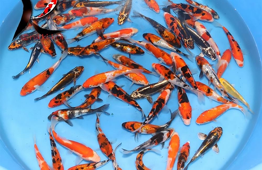How do they Harvest Big Koi Fish in Japan? 