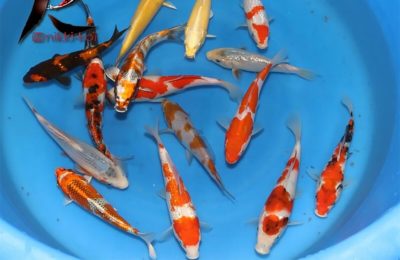 Japanese Koi - Hydrosphere - The Koi Pond Experts