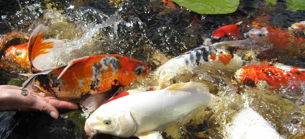 Feeding Koi at Different Temperatures - Hydrosphere Water Gardens