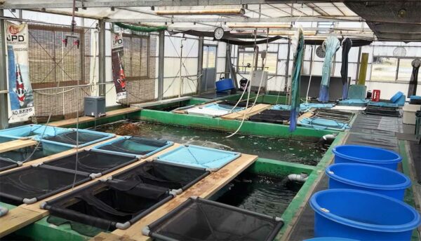 Aoki Koi Farm - Hydrosphere Water Gardens