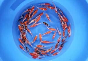 15-18 cm Doitsu Gosanke from Maruhide Koi Farm